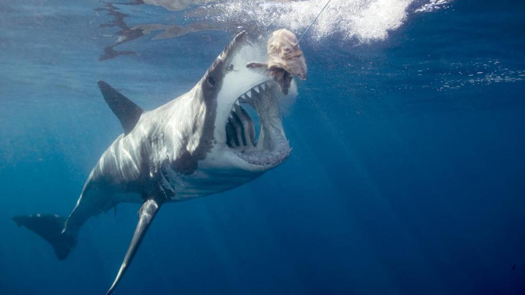 Un Requin Blanc De Six Metres A Ete Appercu Au Large D Hawaii