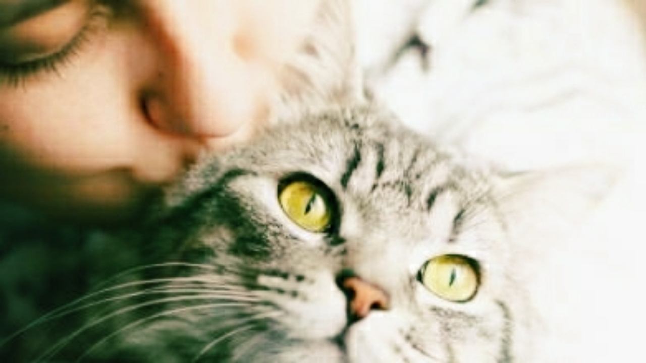 Animaux : 5 façons de montrer à un chat qu'on l'aime
