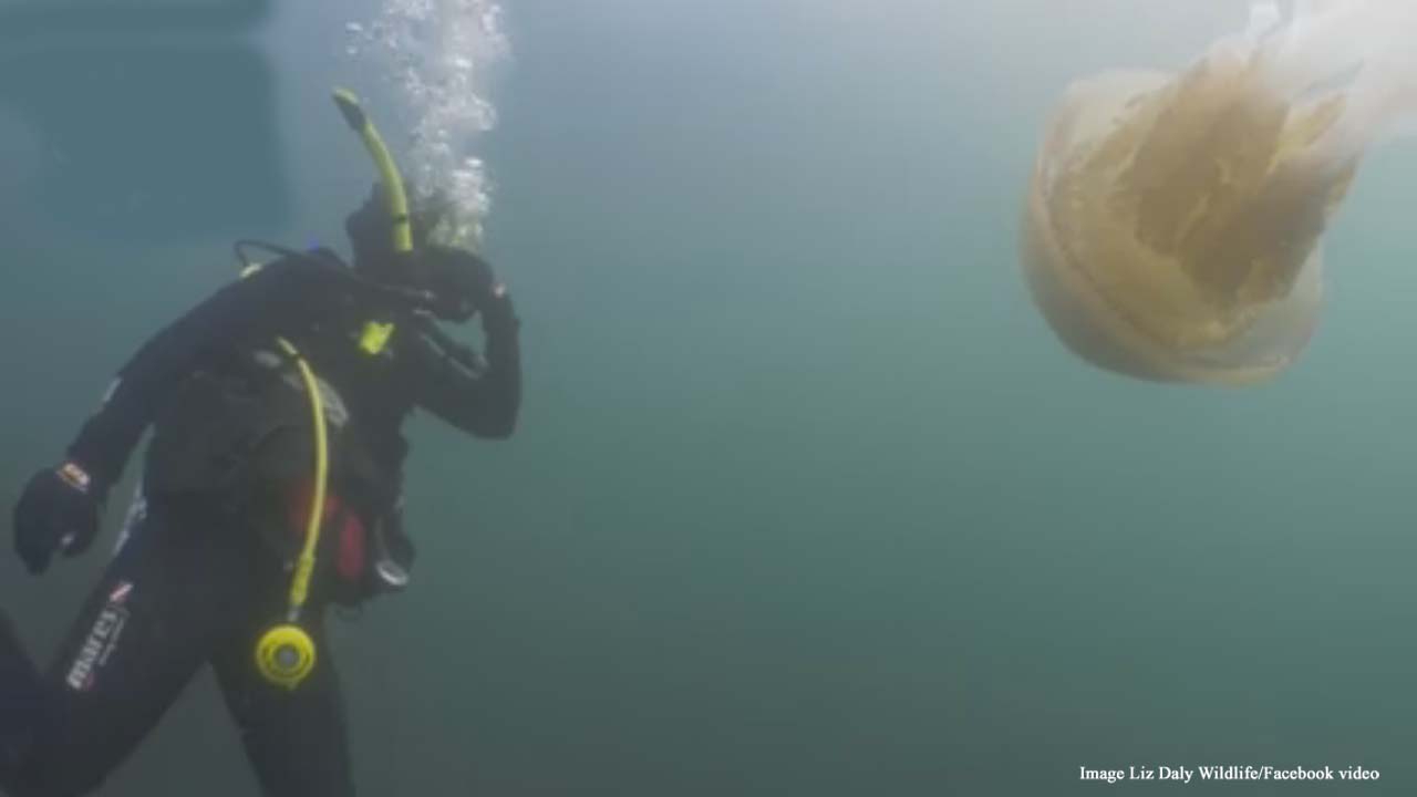 British diver has experience of a lifetime, swimming with a giant jellyfish