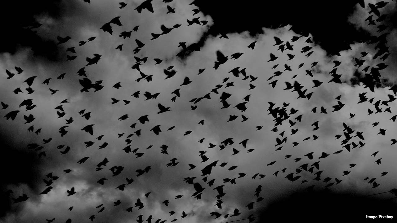 Bird attacks increase on humans due to land appropriation and climate change