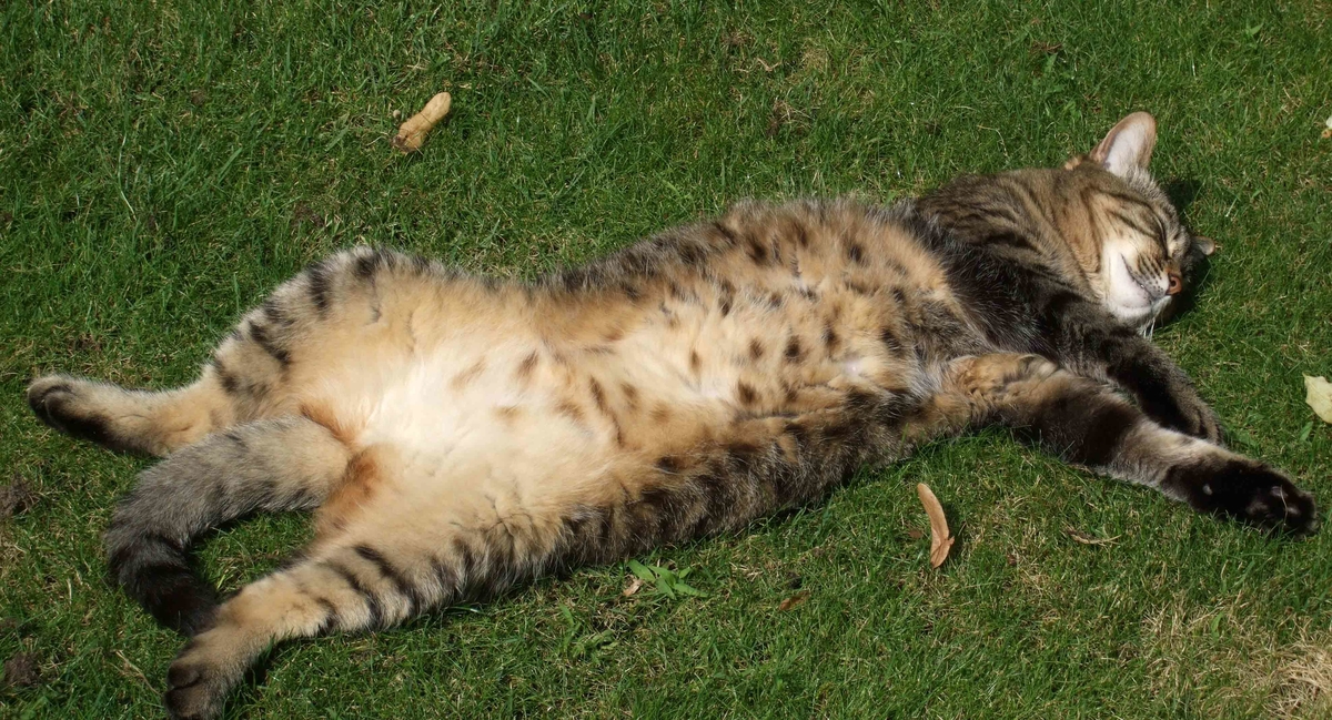 6 chats qui dorment au soleil.