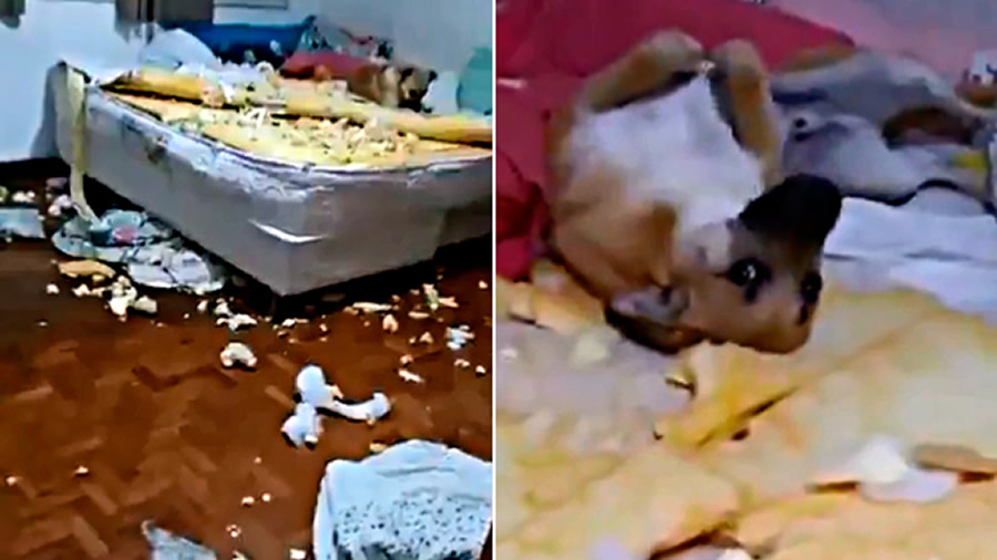 Mulher filma destruição feita por cachorro e animal cai nas graças da internet