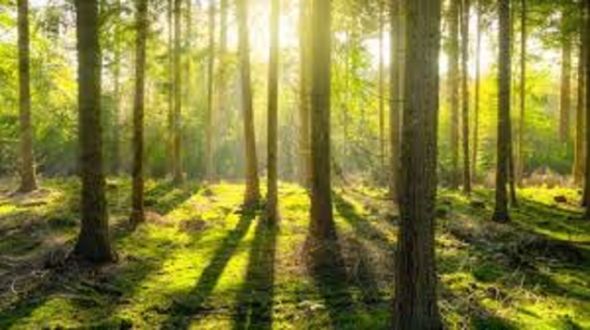 Le dilemme écologique : les besoins économiques et ses problèmes