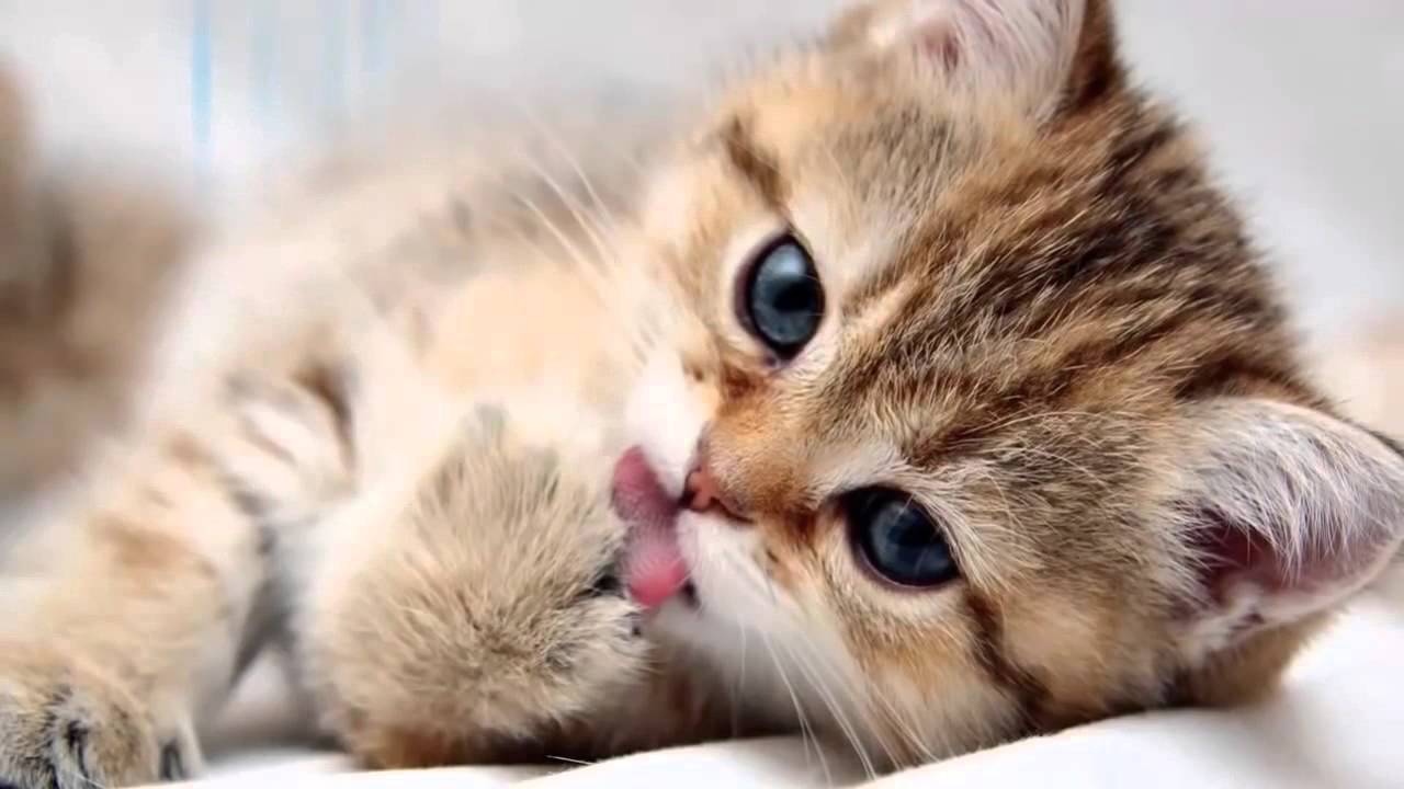 Adopter le bon comportement pour éviter les griffes de votre chat sur le canapé