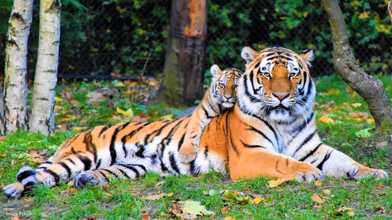 India's wild tiger population is up by 33 percent in latest census