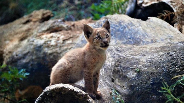 Ha hecho falta más de un siglo para el nacimiento de un lince boreal en el pirineo catalán