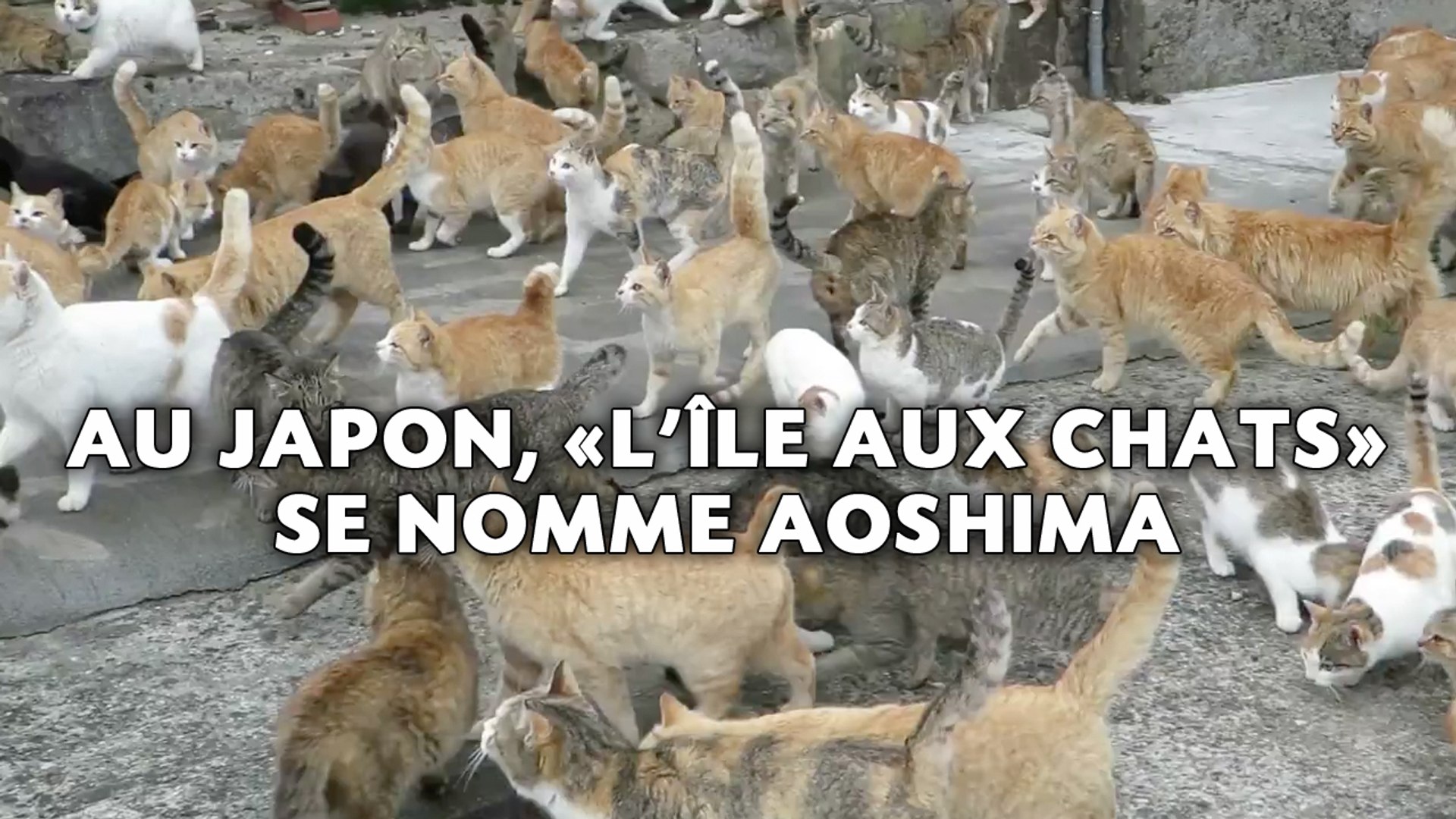 Les félins disparaissent sur l' 'île aux chats'