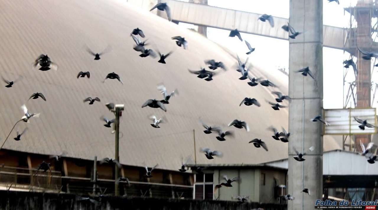 Criptococose, a “doença do pombo”, mata duas pessoas