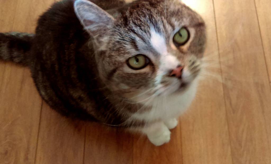 Les pouvoirs du chat en sept points