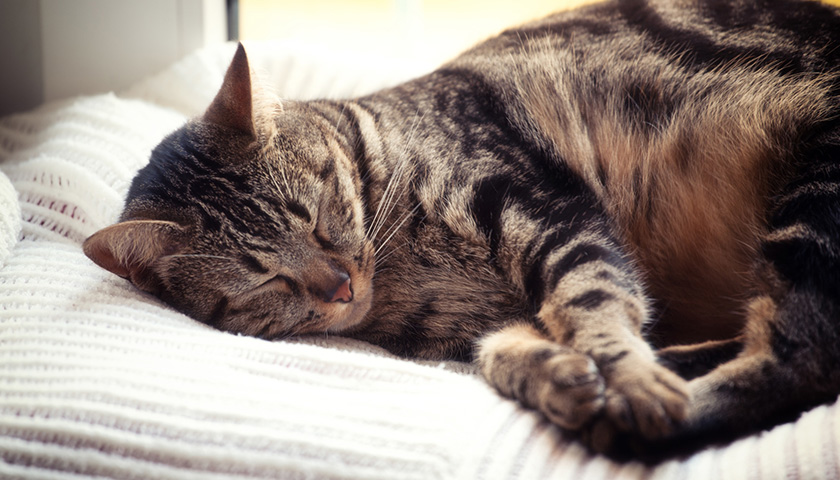 5 choses à savoir sur le sommeil de son chat
