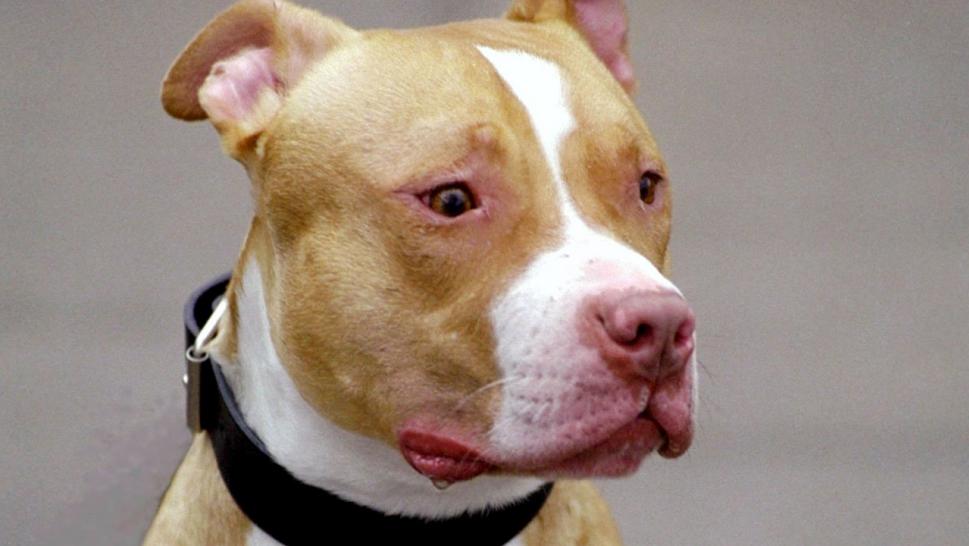 Cachorro é enrolado em cobertor, queimado vivo