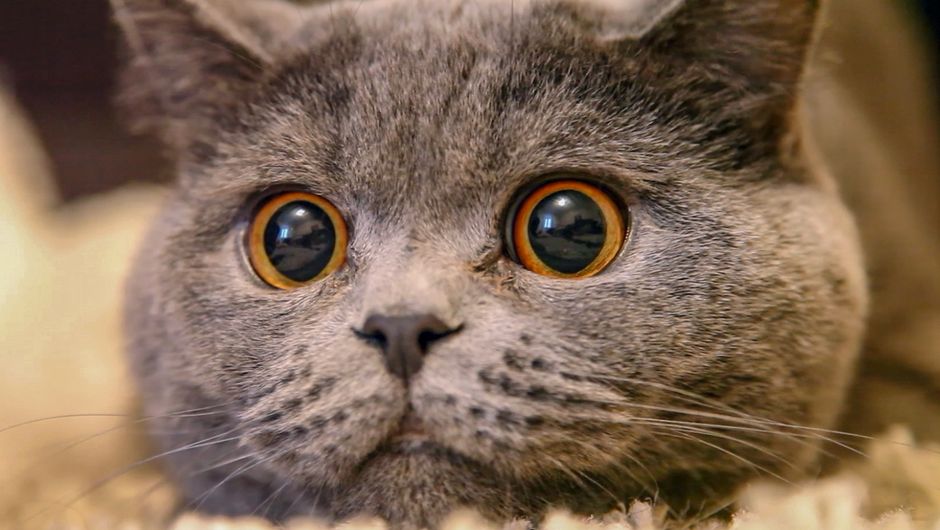 Les 6 excuses bidons de maîtres qui ont abandonné leur chat