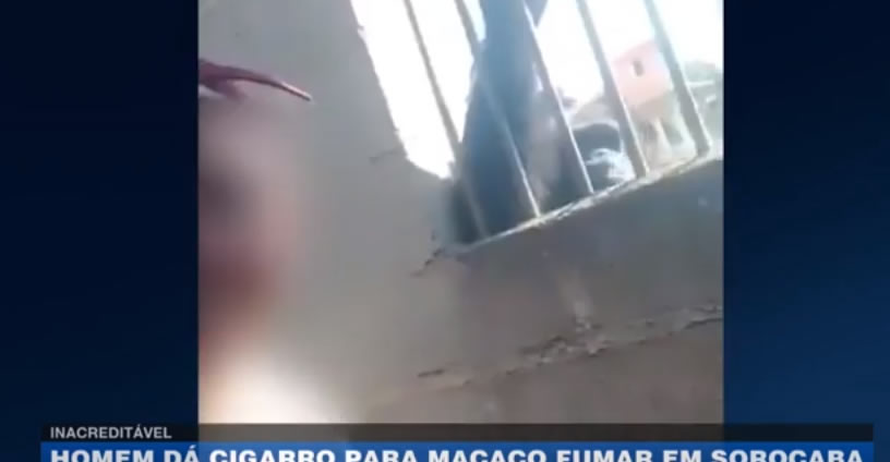Homem invade santuário e oferece cigarro para um chimpanzé