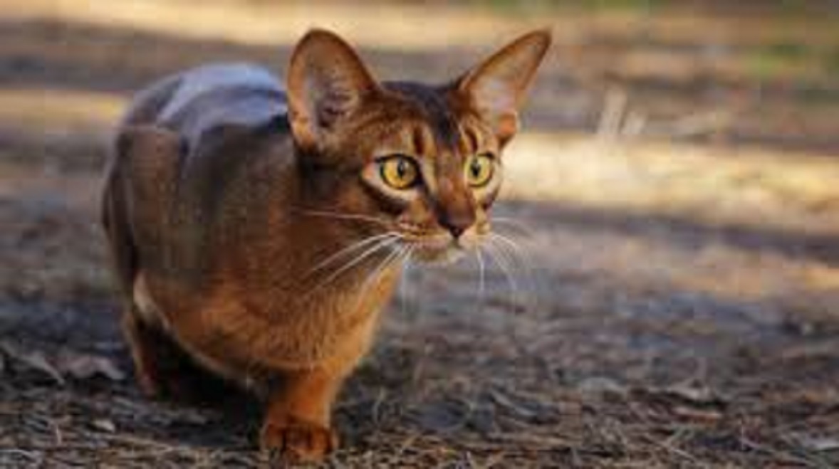 La personnalité du chat serait proche de celle du lion d’Afrique