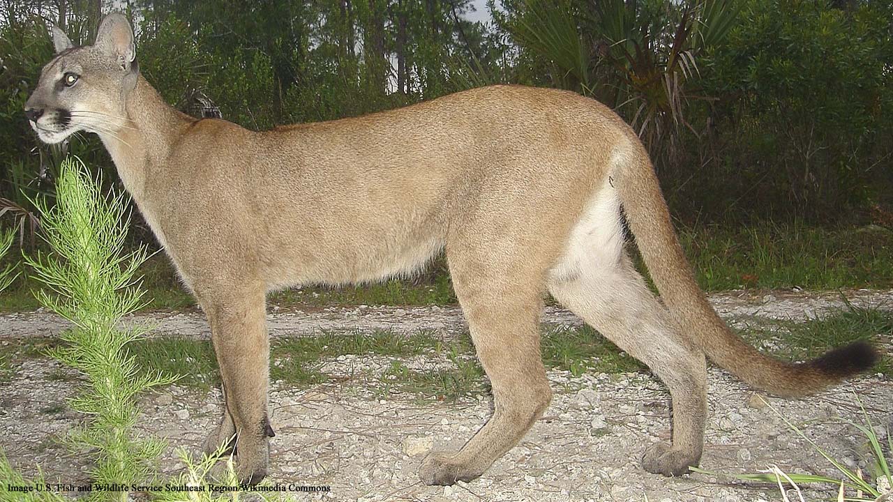 Florida Panthers stricken with mysterious walking disorder