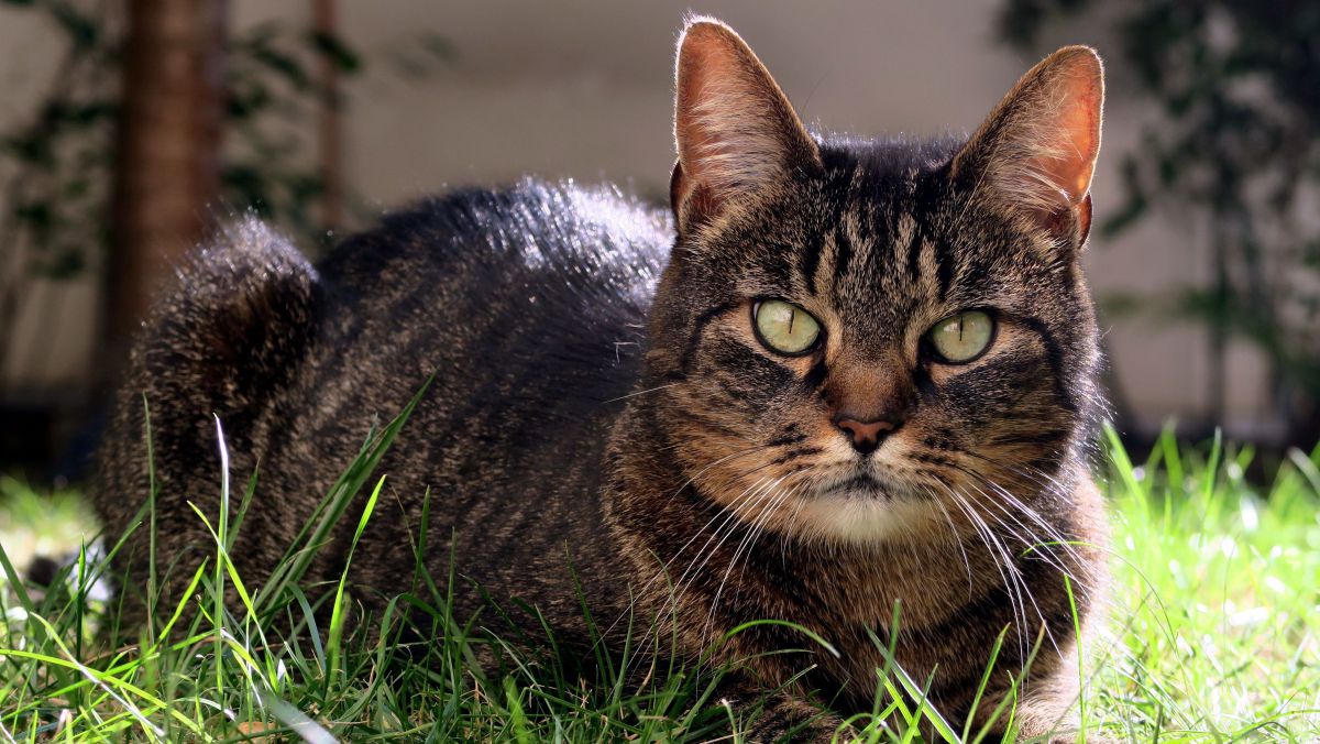 Cinq conseils pour apprendre à votre de chat de ne pas faire pipi partout
