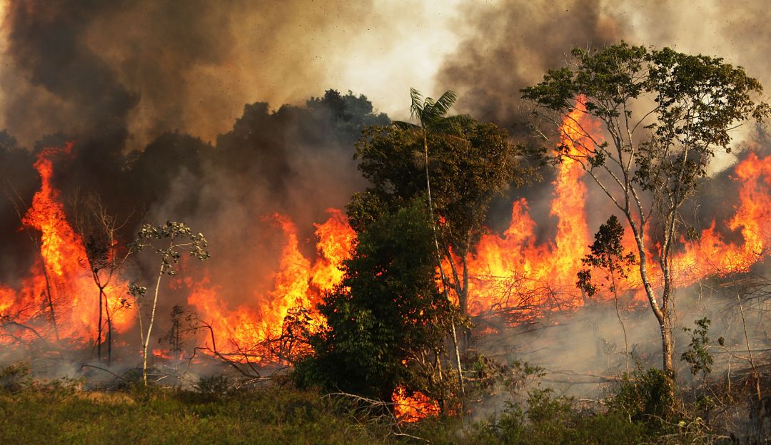 El incendio en el Amazonas podría acabar con miles de especies y tribus