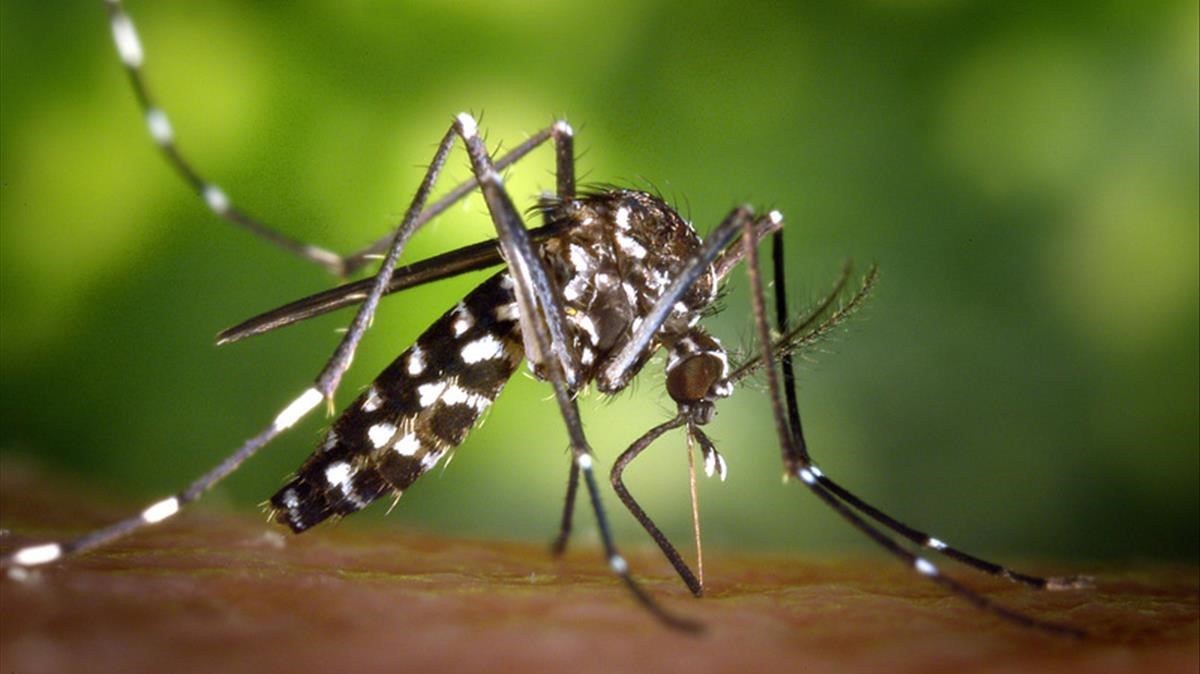 Multas de hasta 3.000 euros para quien no elimine los focos de mosquito tigre en Valencia