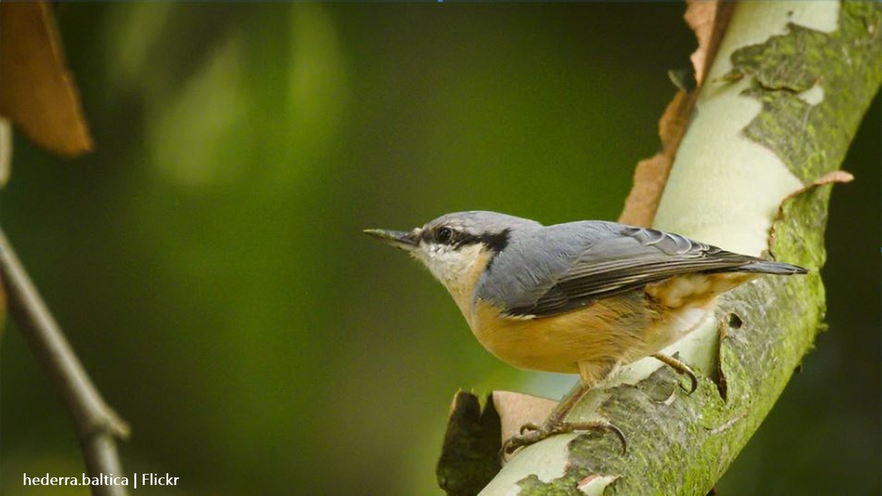 Hurricane Dorian might have finished off the Bahama Nuthatch forever