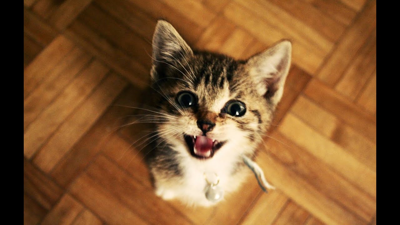 Votre chat vous déteste ? 5 signes qui le prouvent