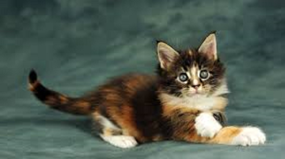 Ce qu'il faut faire pour qu'un chat ne réveille pas son maître la nuit