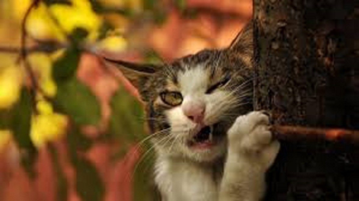 Les aliments dangereux pour les chats