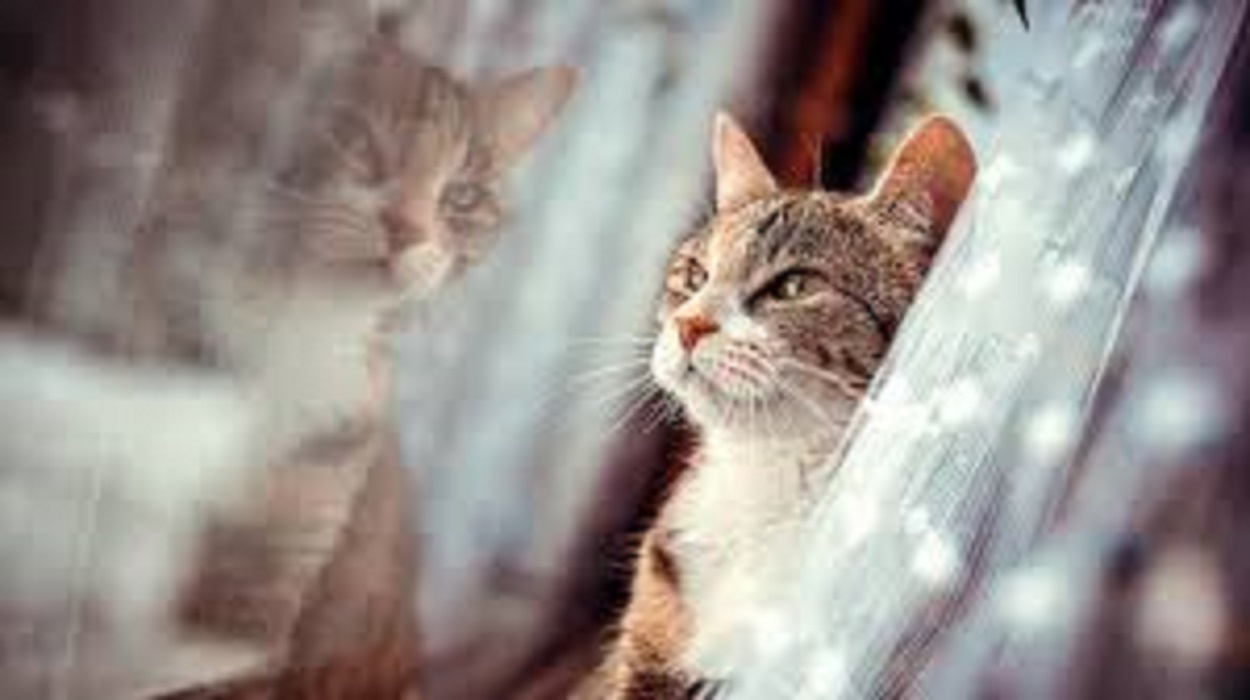 Chat Qui Tape De La Queue Le chat passerait 5 heures par jour devant la fenêtre