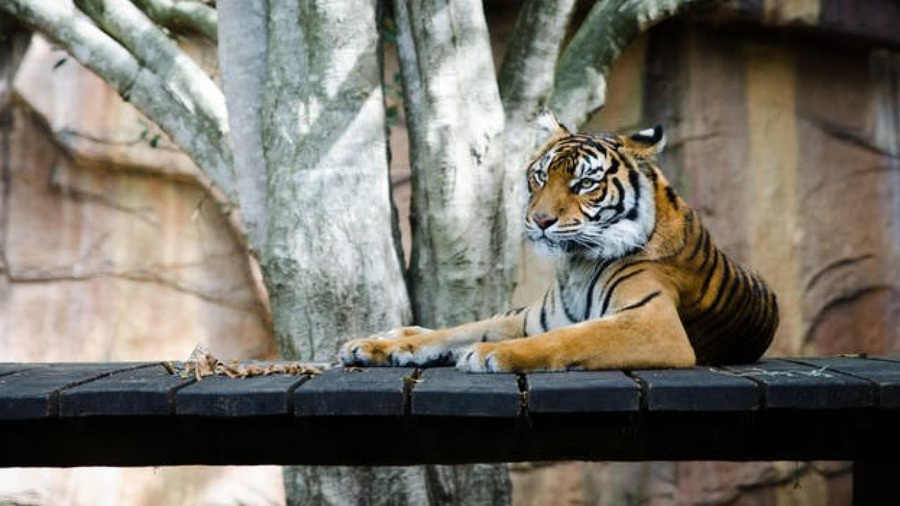 COVID19 severely hurting global zoos