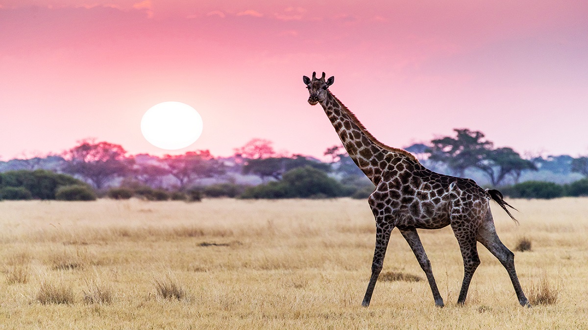 Cambiamenti del clima le giraffe sono a rischio per le piogge eccessive
